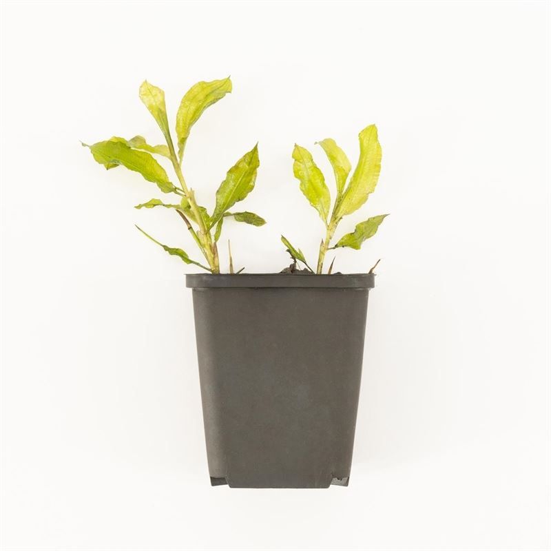 Potamogeton lucens p9 in beker, D 9