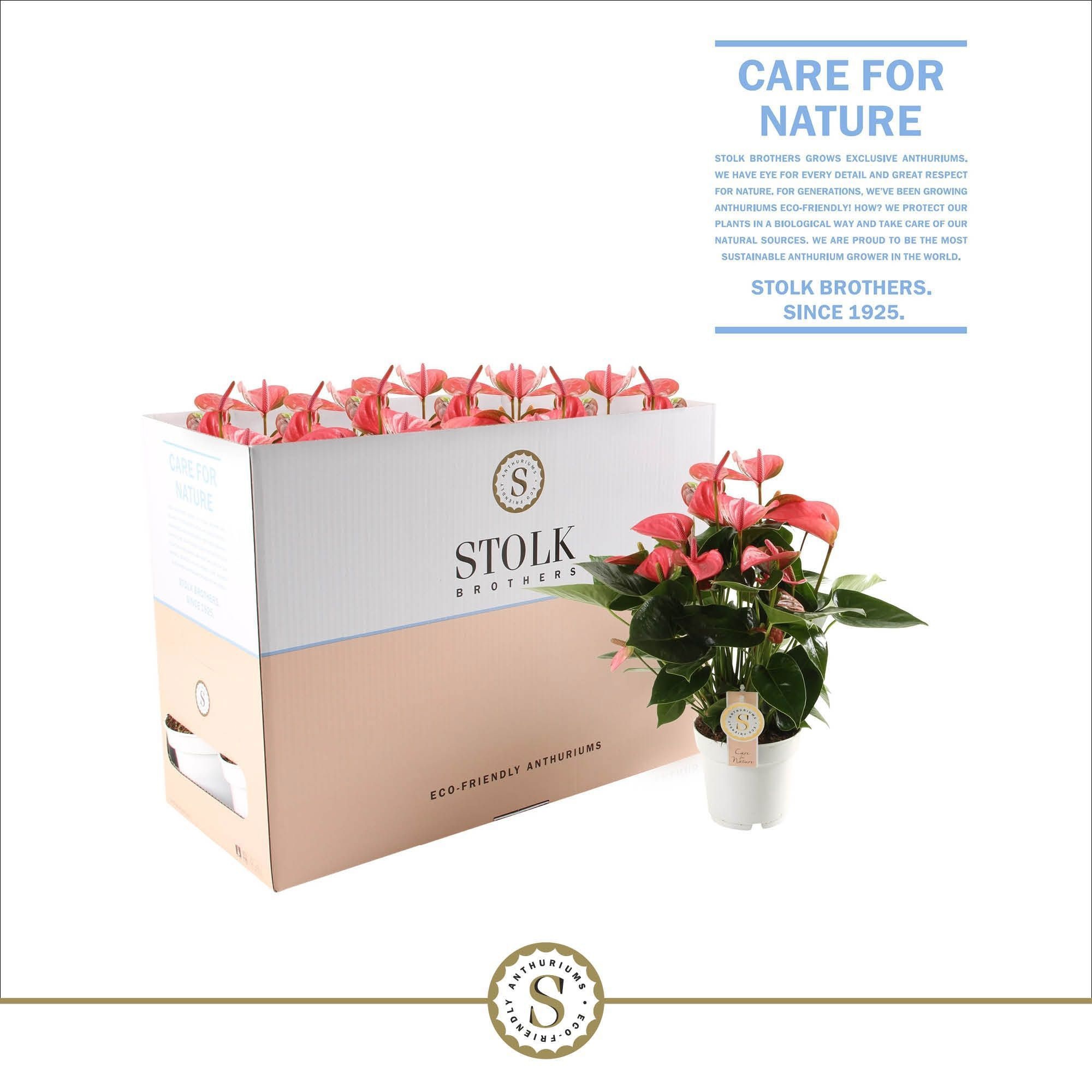 Pink Champion 14cm in Ecobox, D 14