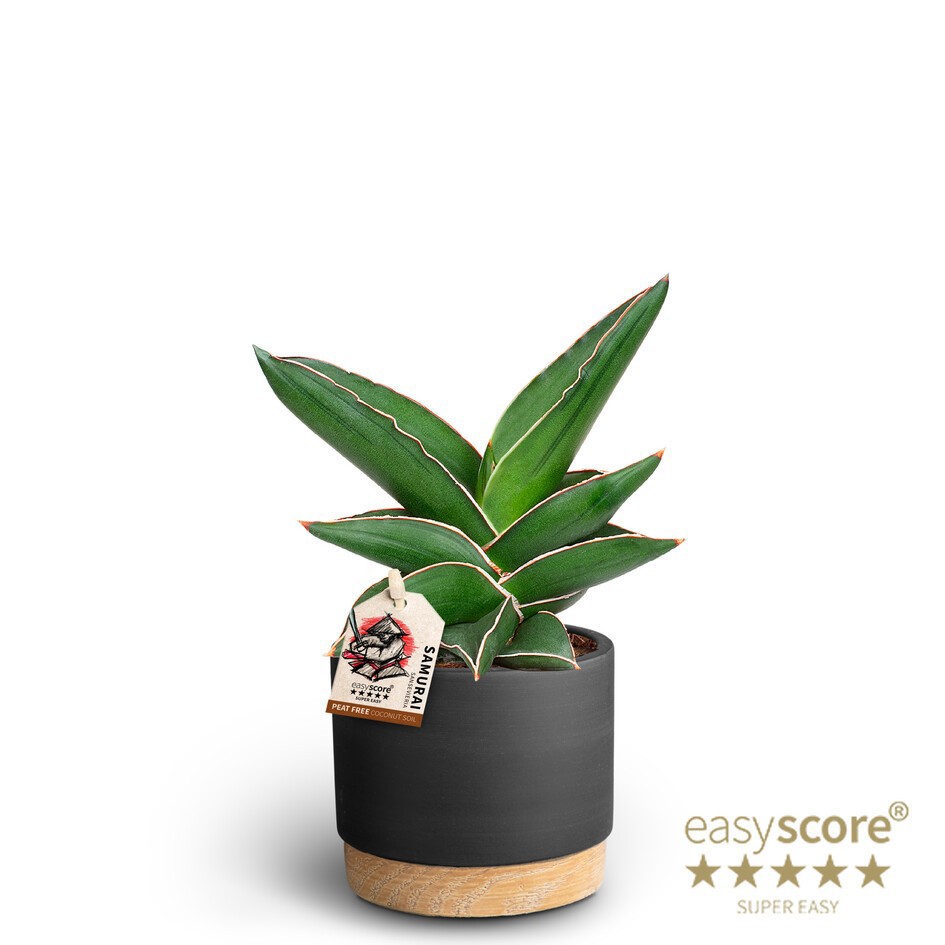 SANSEVIERIA EHRENBERGII 40935090 Raw Black Samurai, D 10 cm