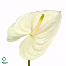 Антуриум Моментс x12, шт.