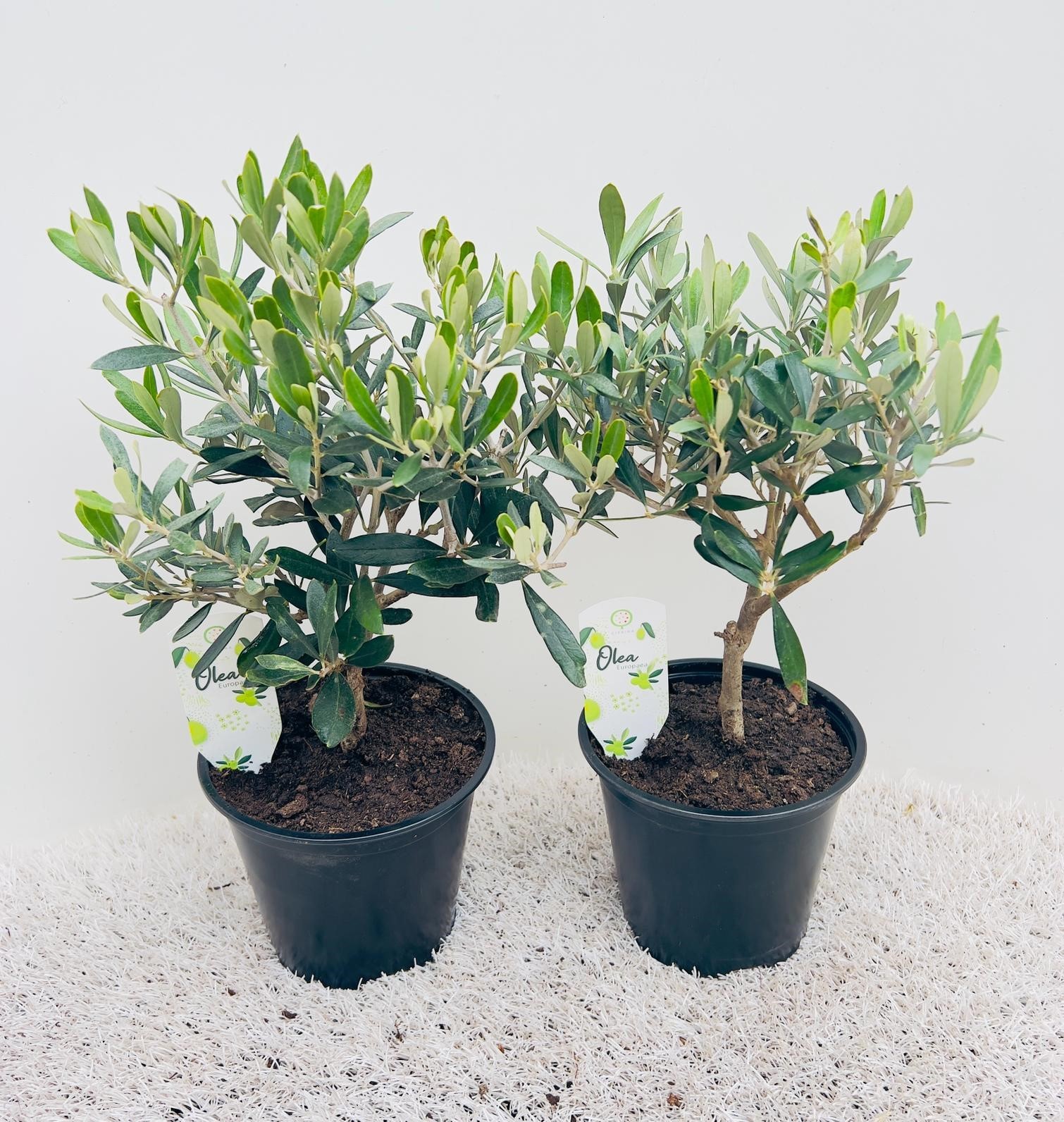 Olea europaea medi-bush, D 16