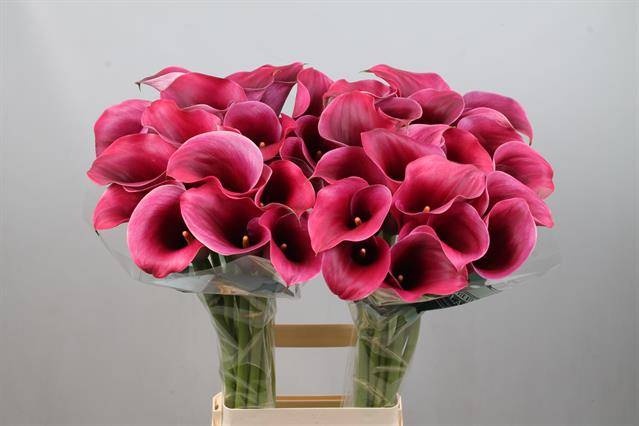 Калла Кэптен Промис 80, шт.