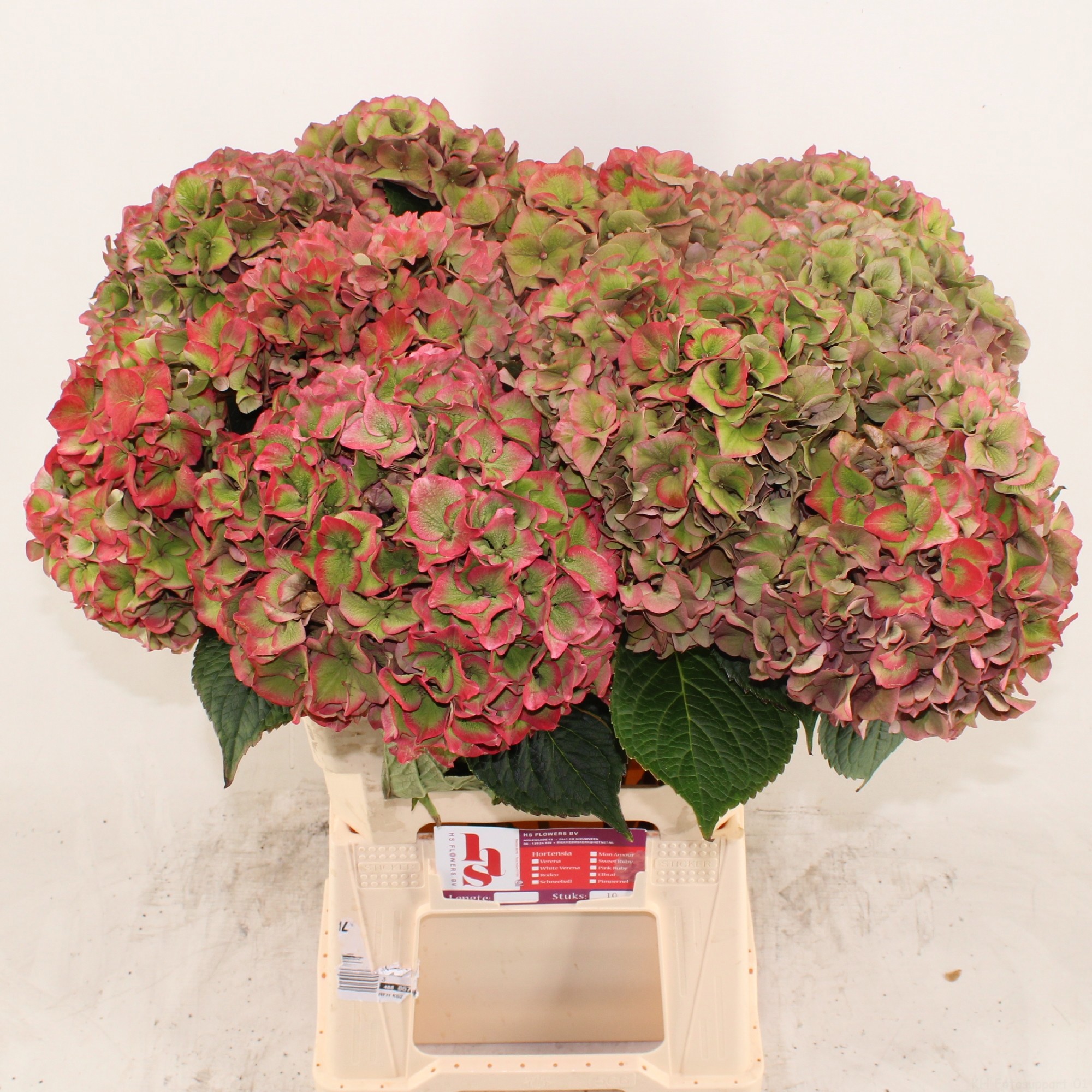 Гортензия Родео Классик 60, шт.