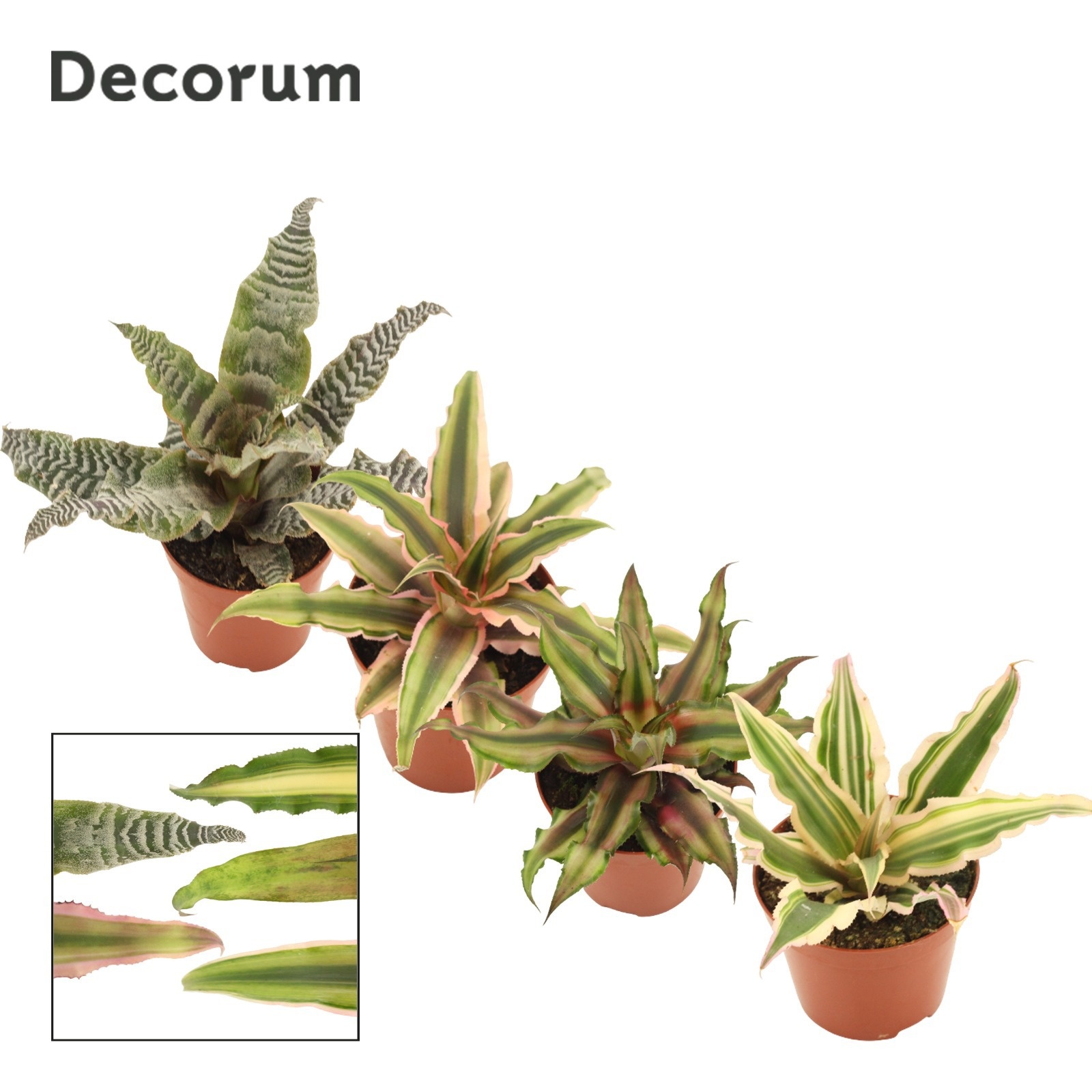 Cryptanthus 9 cm Mix (Decorum), D 9