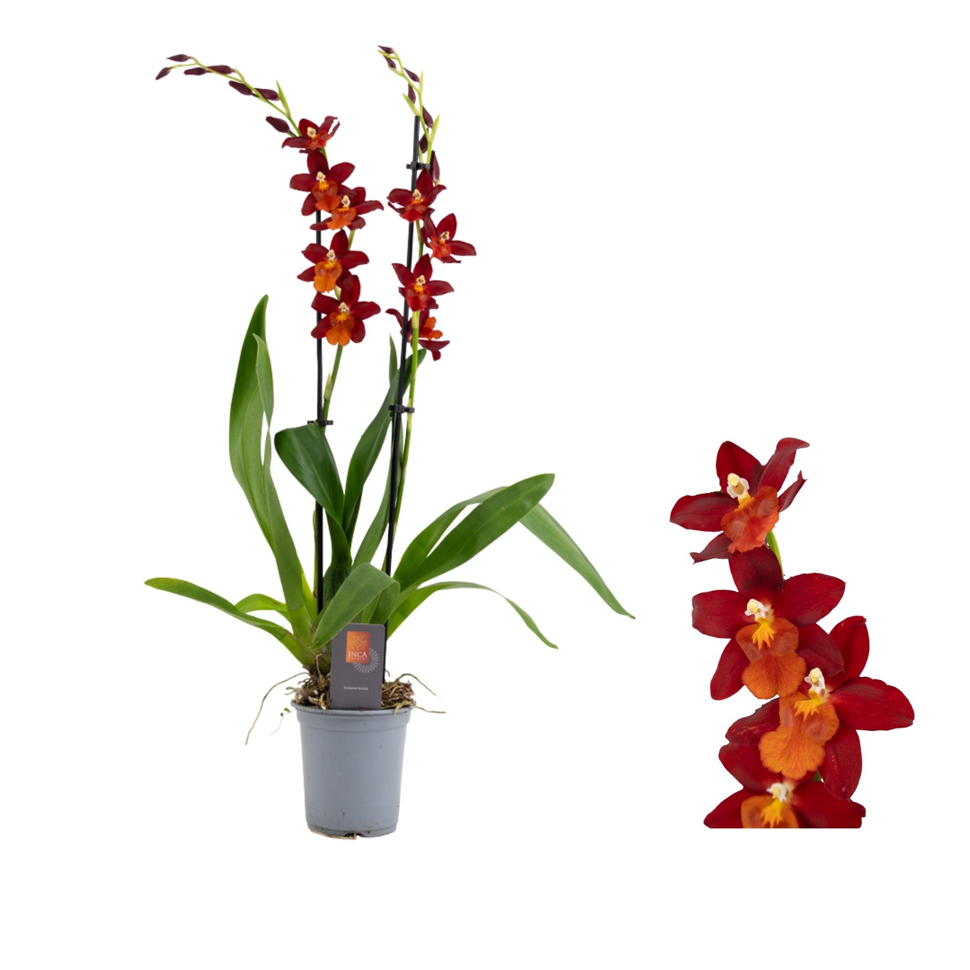 Inca Cambria Fire Alarm 2 spike 9cm, D 9