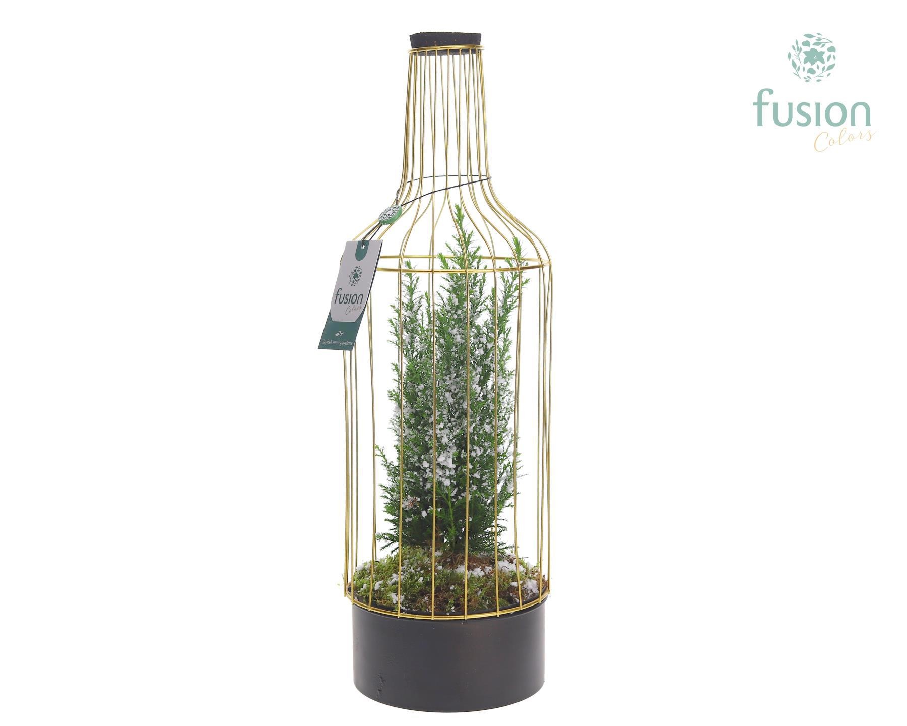 Fles metaal goudzwart Large met Chamaecyparis, D 17 cm Fles metaal goudzwart Large met Chamaecyparis, D 17 cm