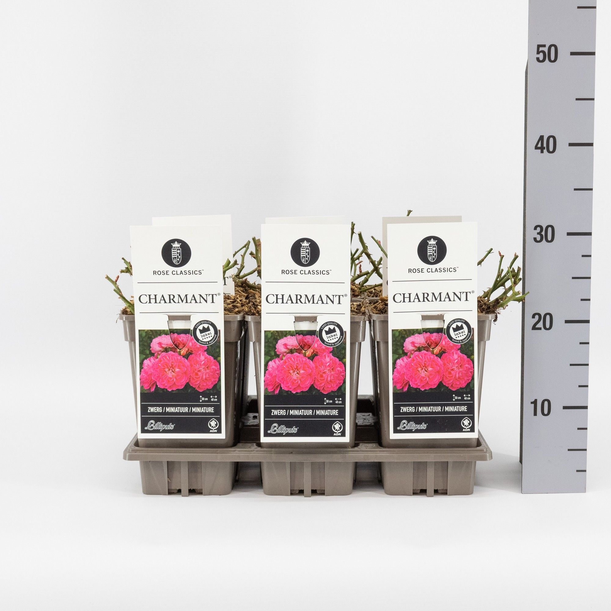 Rosa (M) Charmant ®, C3, D 17