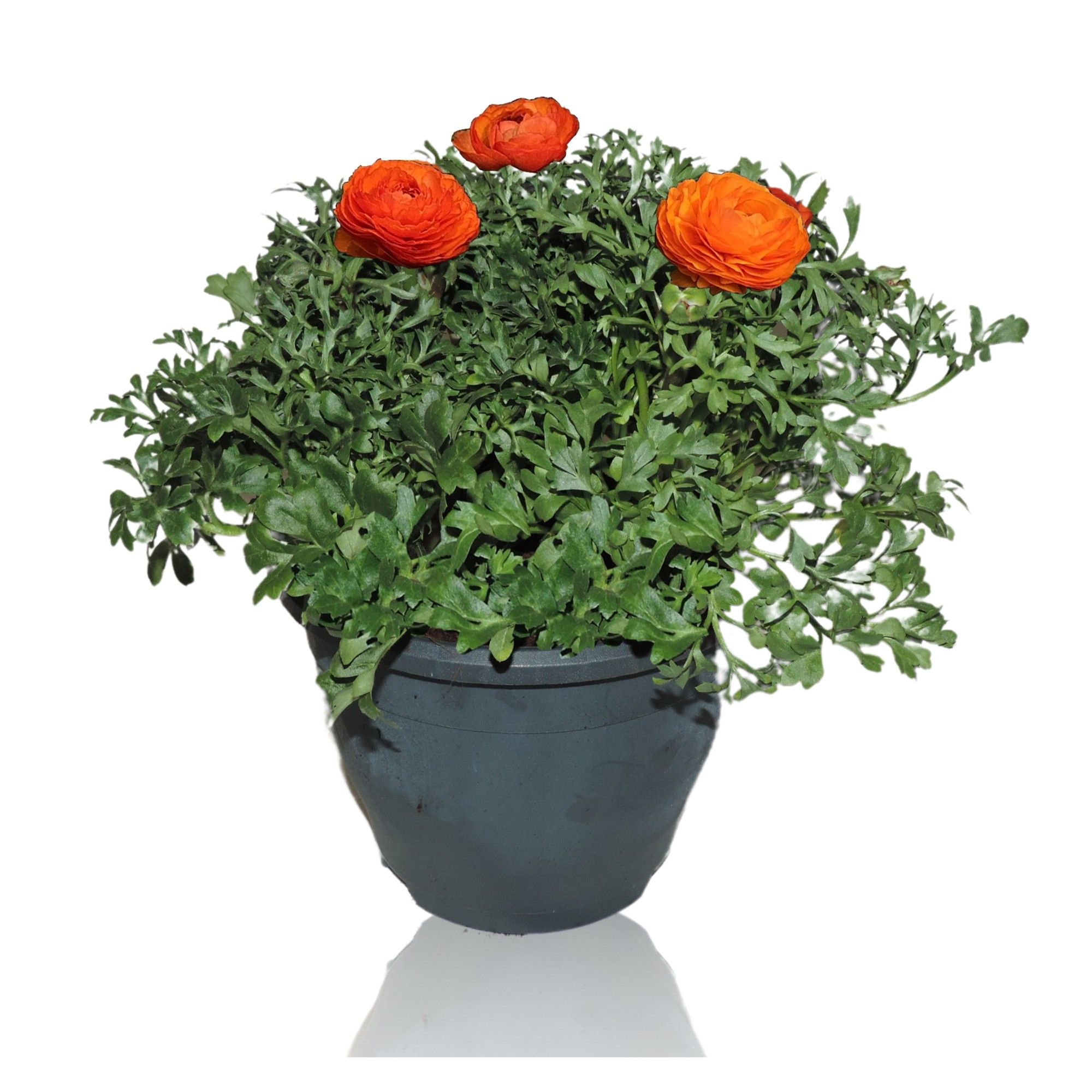 Ranunculus Sprinkles Patiopot 19 cm Oranje, D 19