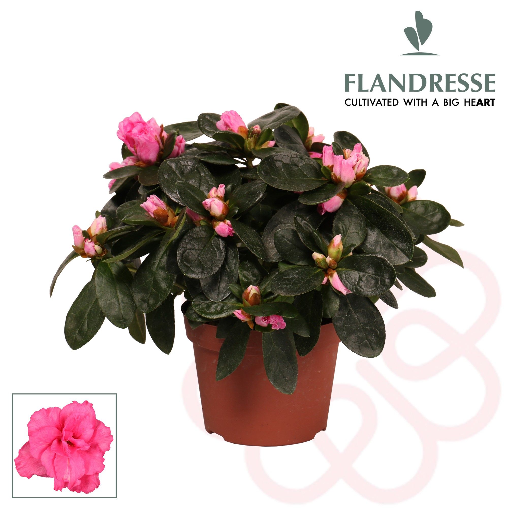 Azalea Flandresse® 'roze' 17+ cm, D 10,5