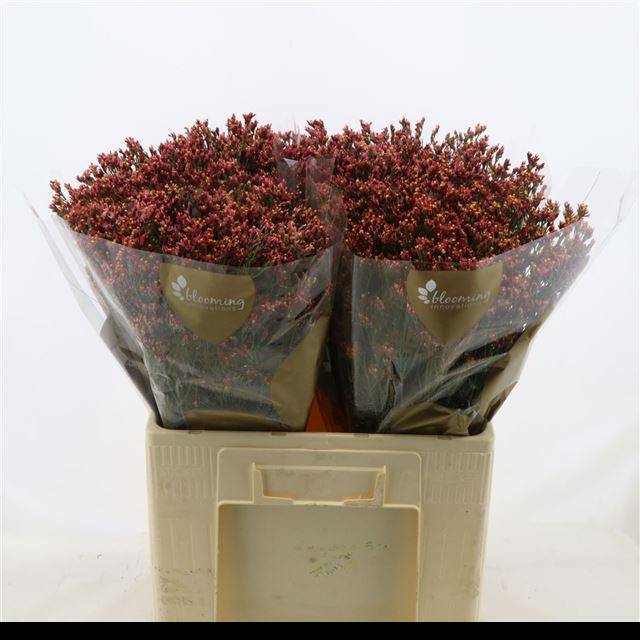 Лимониум Макс Даймонд 60, шт.