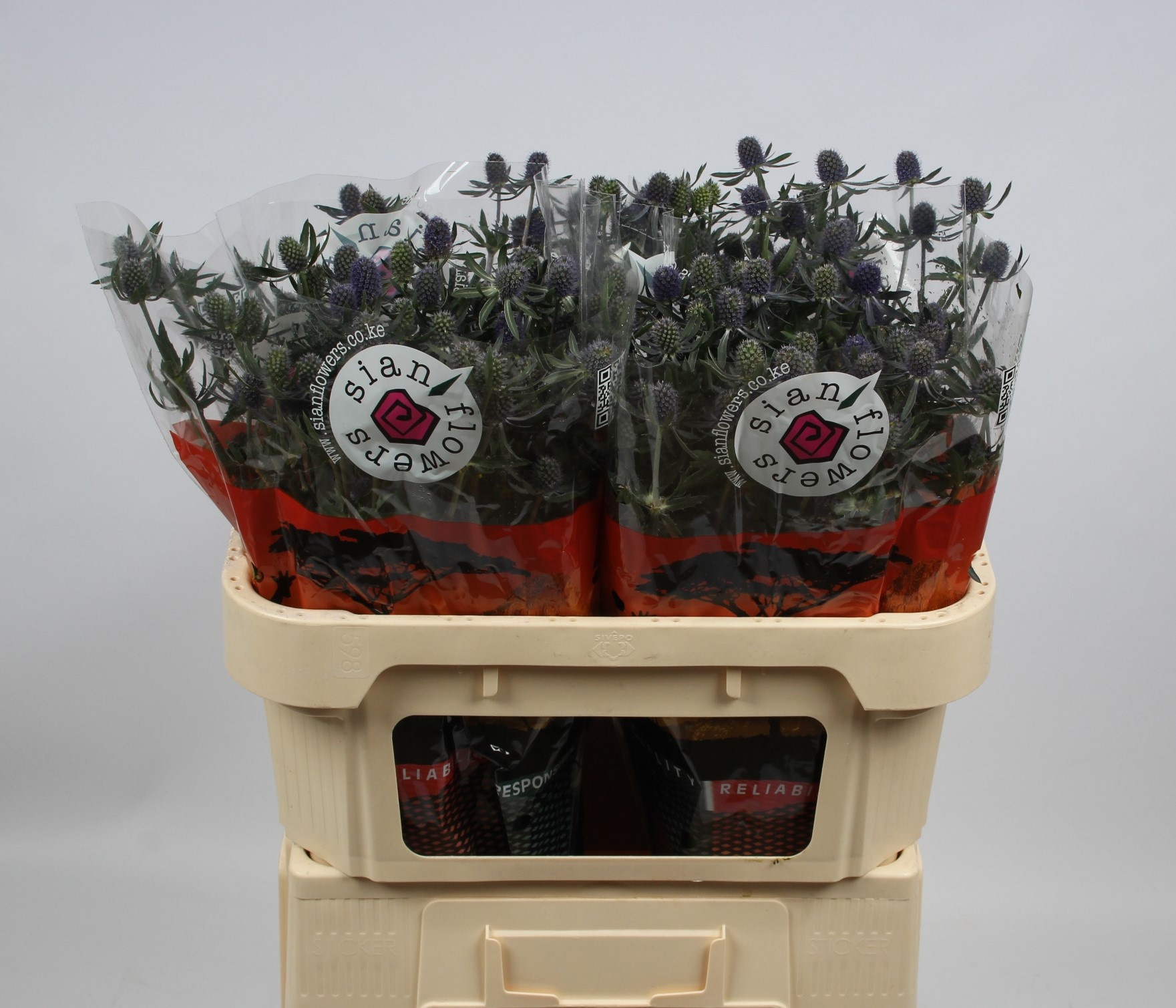 Эрингиум Блю Глиттер 70, шт.