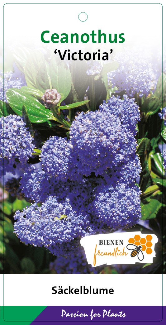 Ceanothus impressus 'Victoria' 40-50C5, D 23 cm
