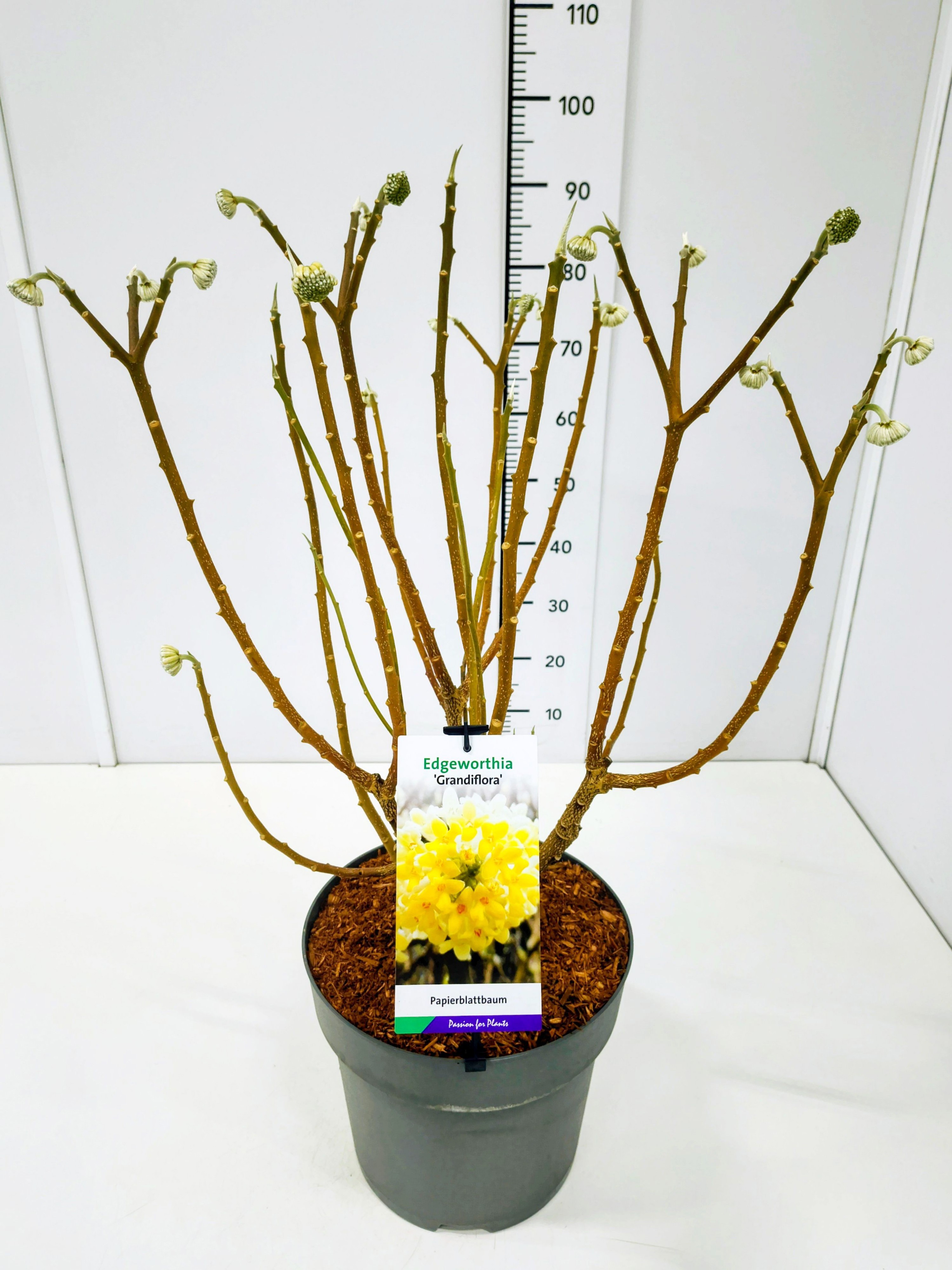 Edgeworthia chrys. 'Grandiflora' KN60-80C12, D 28