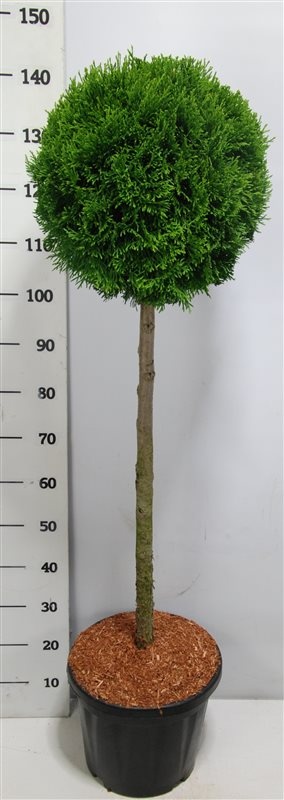 Thuja occ. 'Smaragd', D 38