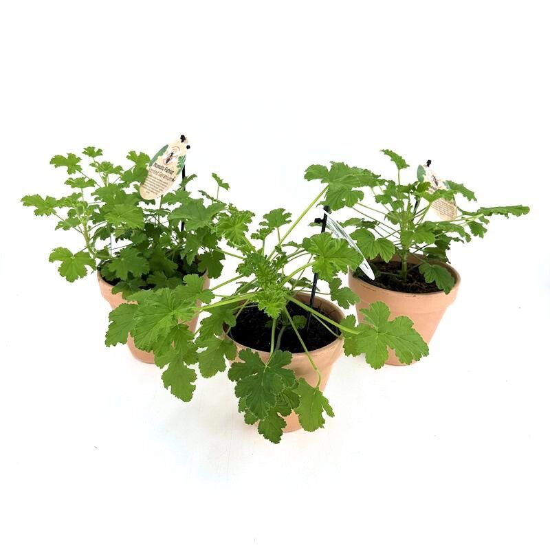 Pel. Grav. Mix in tray/ claypot (Sweet scent Geranium), D 12 cm
