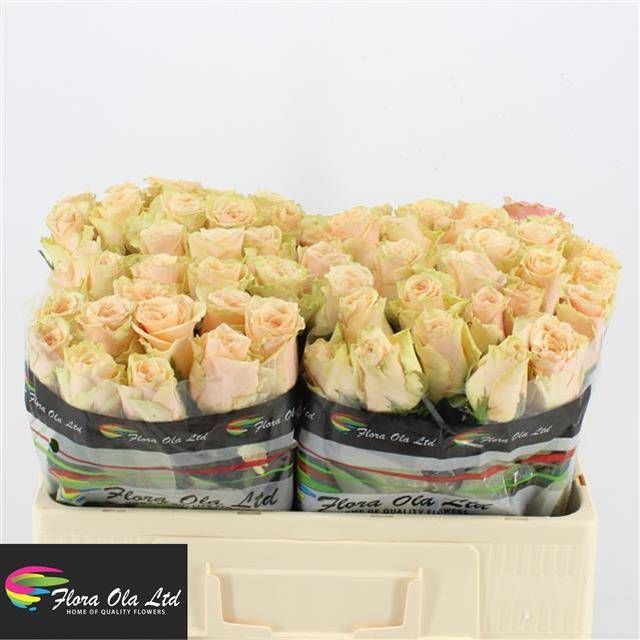 Роза од. Примавера 50, шт.