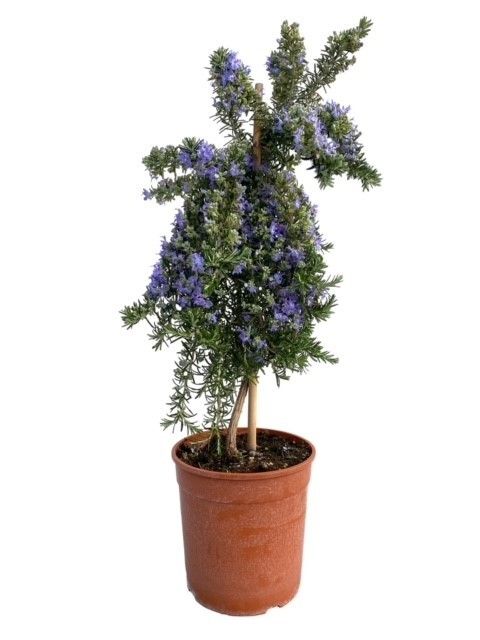 Rosmarinus prostratus "OP STAM", D 18