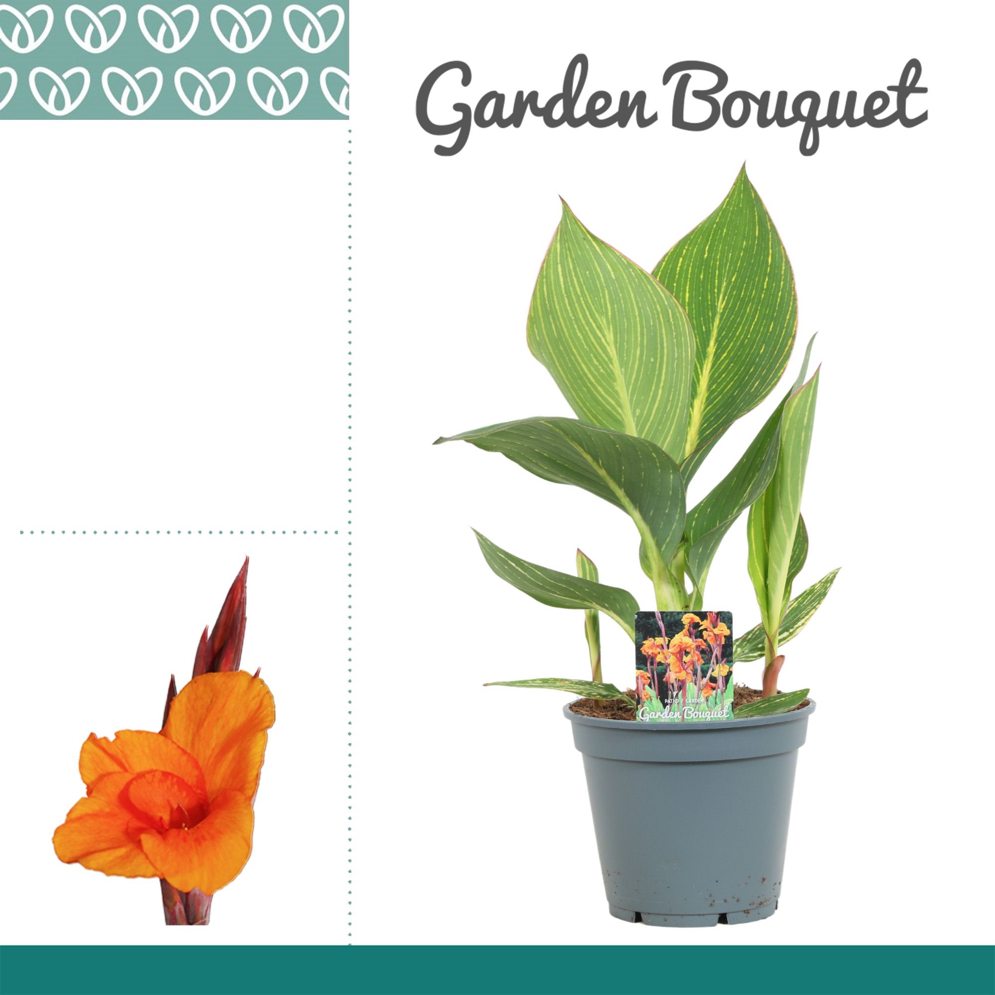 Canna Pretoria Zonder Bloem, D 17