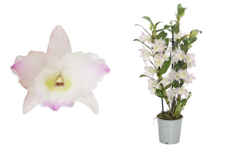 Dendr Nobile p12 Pandora 3T21+tros regular, D 12