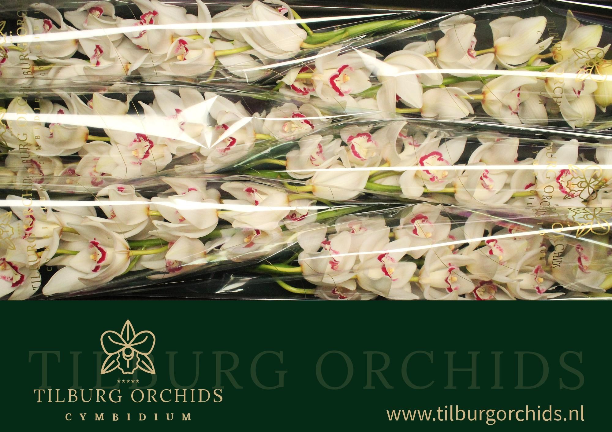 Цимбидиум Лав Ми x6 80, шт.