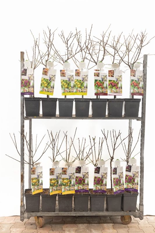 Mix Patiobomen Mix Prunus dom. ( PRUIM ), D 18