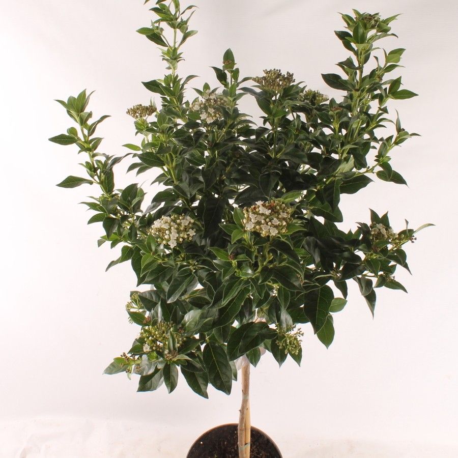 Viburnum tinus 60cm stam, D 23