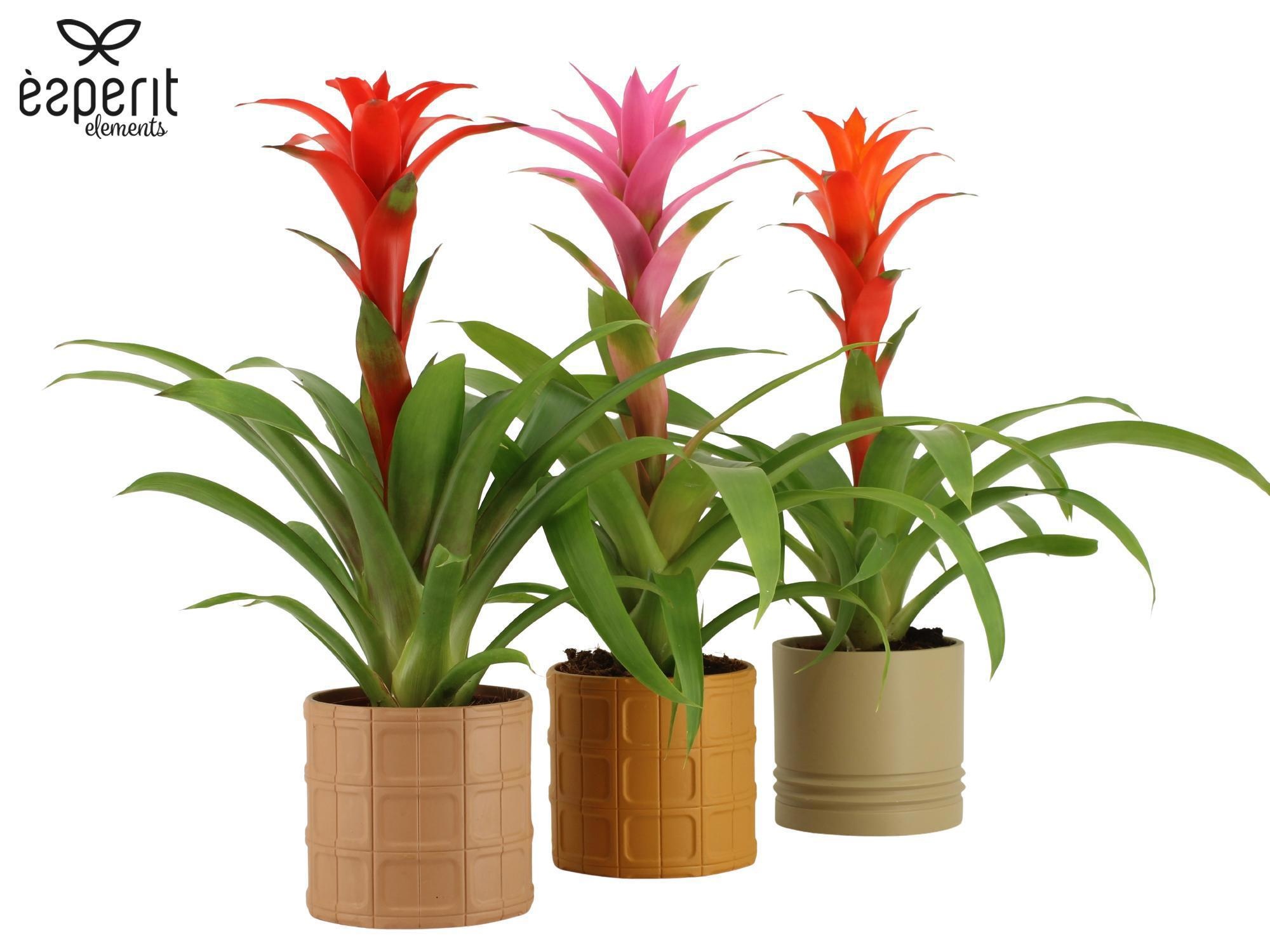 7504495: Solutionss Recreate, D 12