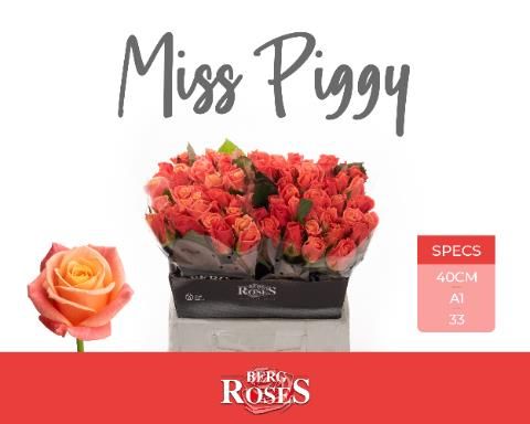 Роза од. Мисс Пигги+ 40, шт.