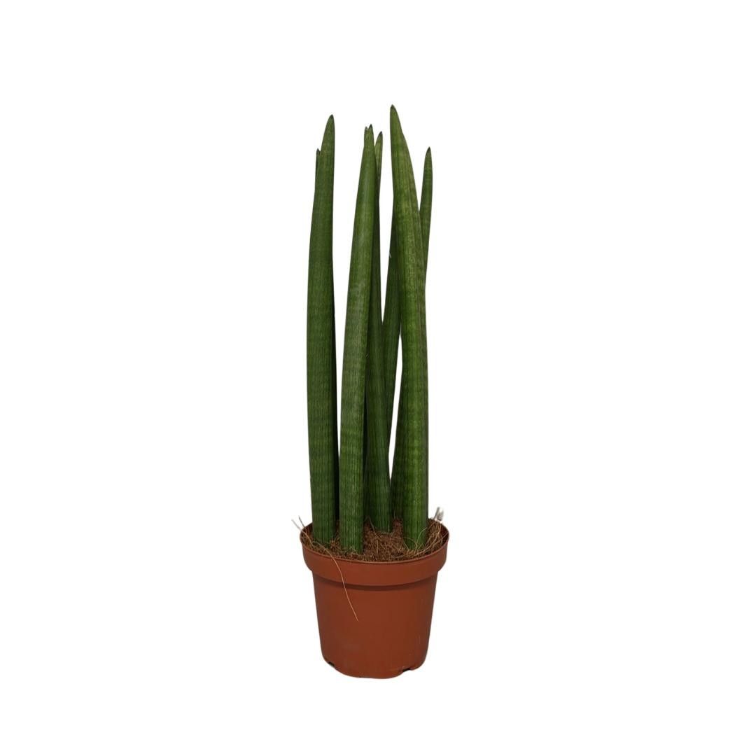 Sansevieria Cylindrica Straight, D 14