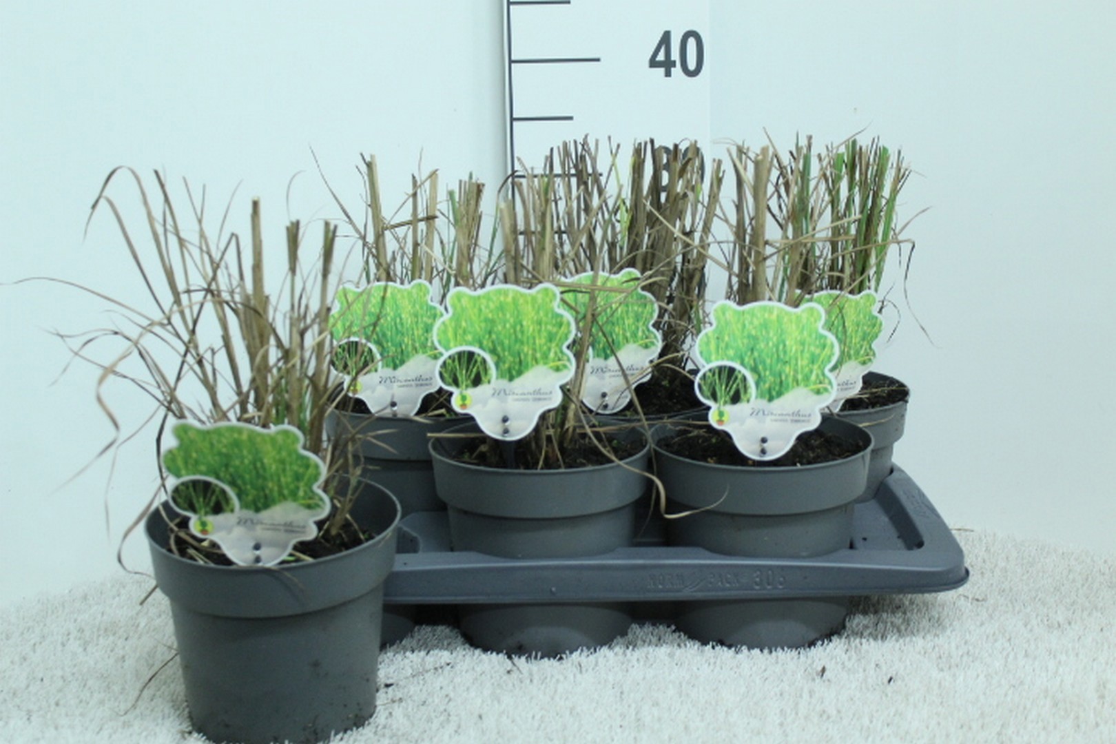 Miscanthus sin. 'Zebrinus' P17, D 17