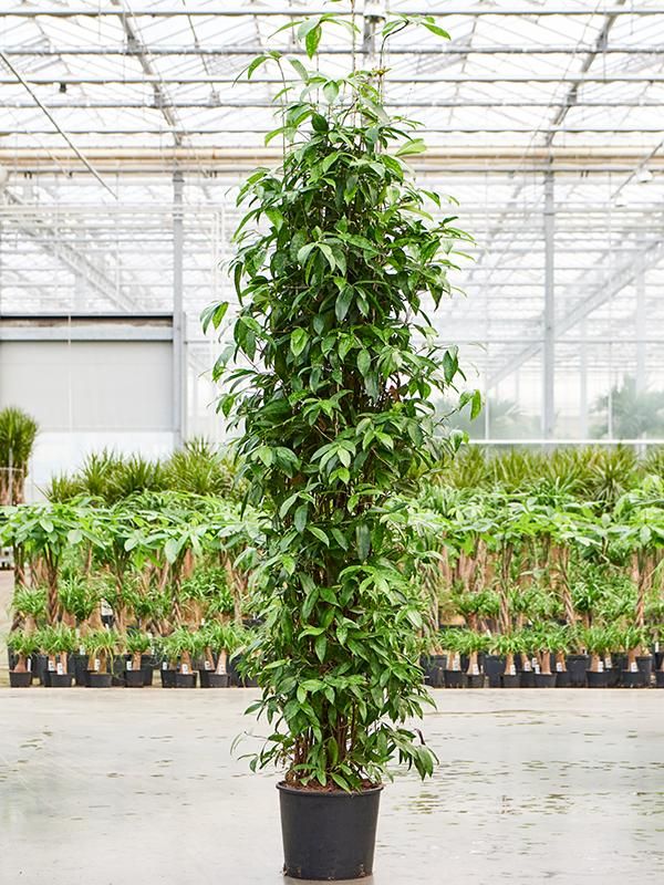 Dracaena surculosa, D 30 cm