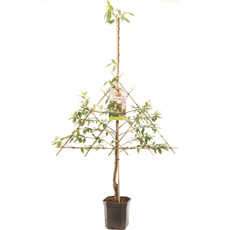 Prunus dulcis Amandel leivorm Amandel, D 24