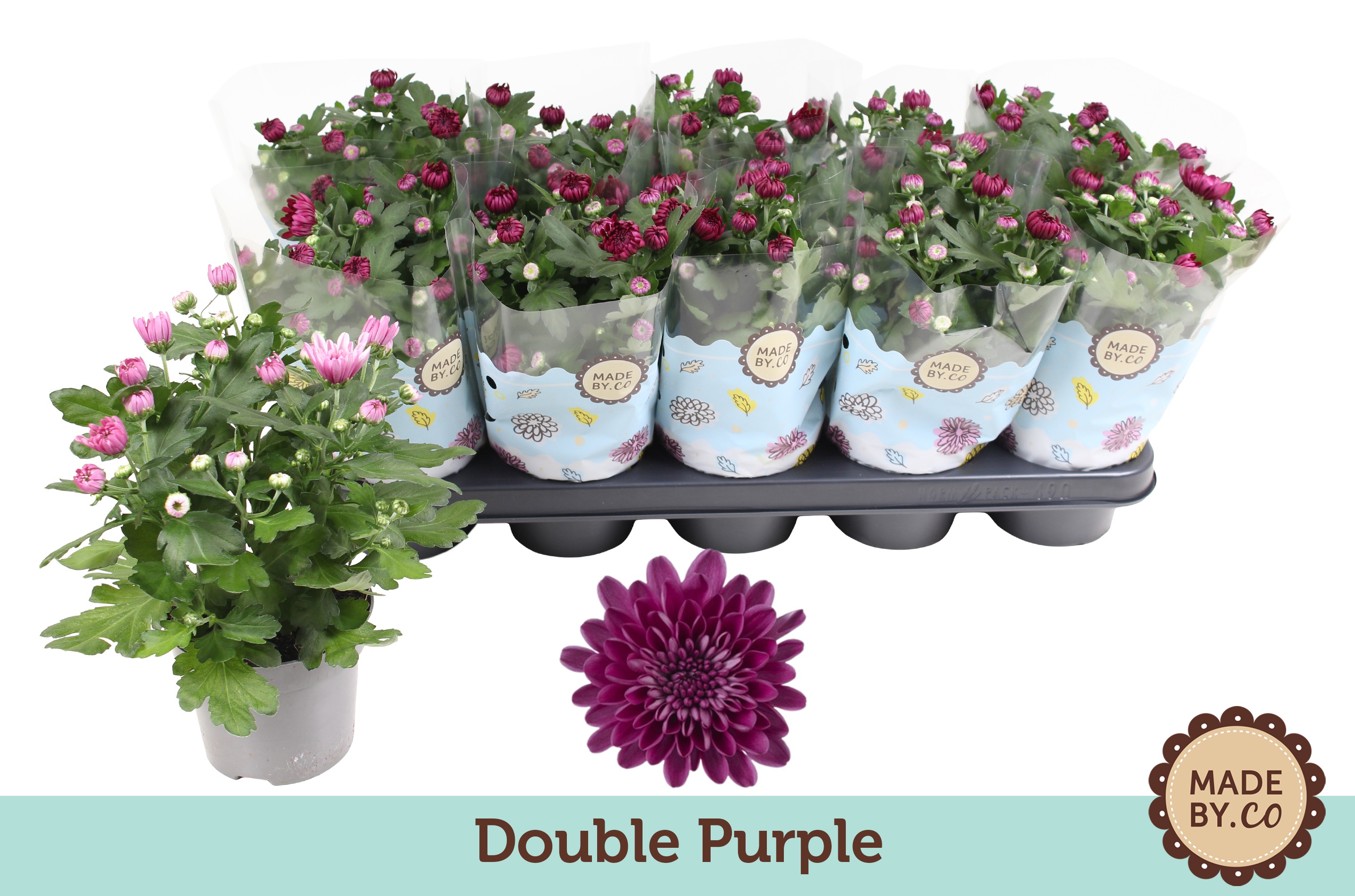 Chrysant Double Purple, D 12
