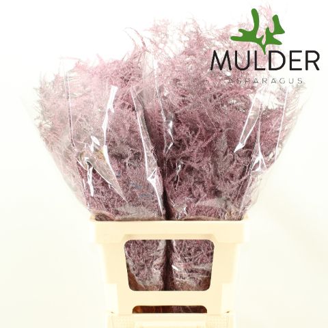 Аспарагус Овериг Крашеный (краш. ) 65, шт.