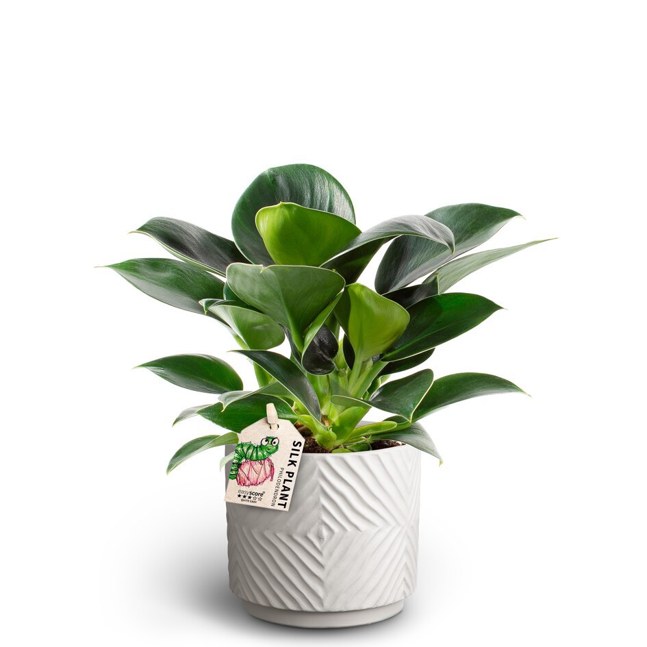 PHILODENDRON ERUBESCENS 40925025 Dune S 'GREEN PRINCESS', D 10