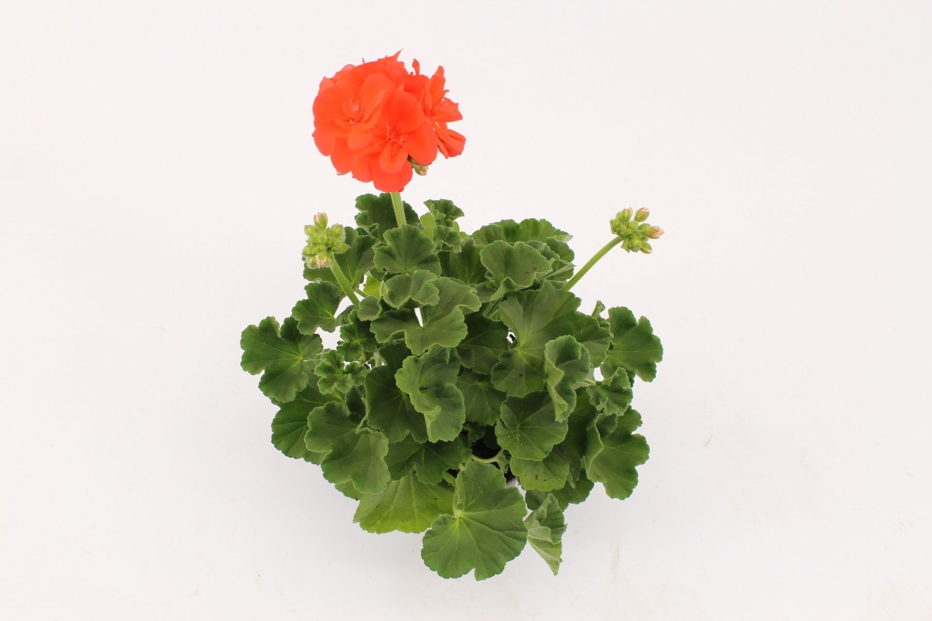 Pelargonium Zonale Summer Idols Orange, D 10,5
