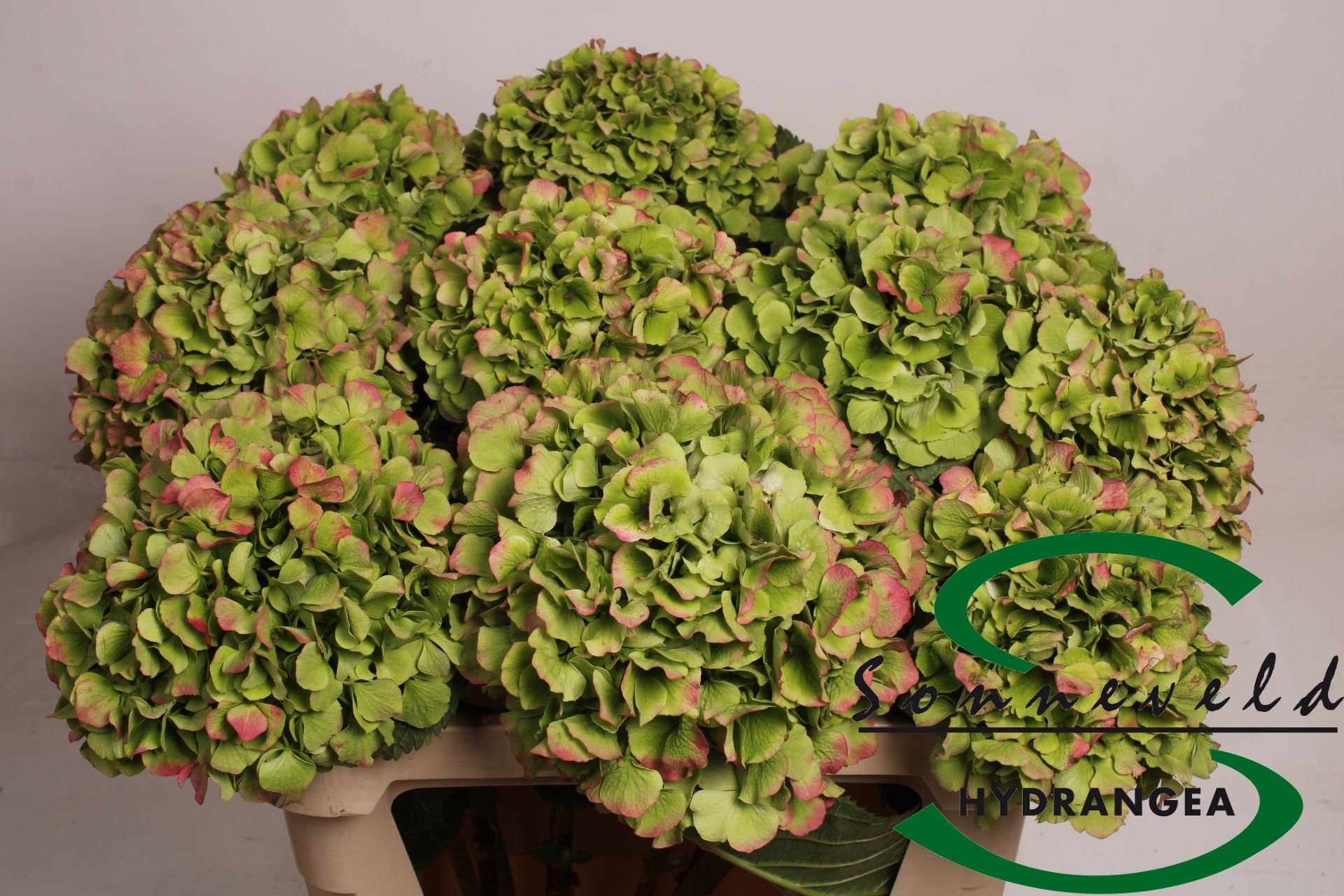 Гортензия Верена Классик 75 (зелено-красн.), шт.