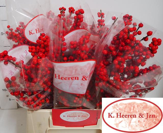 Илекс Красные ягоды 35, шт.