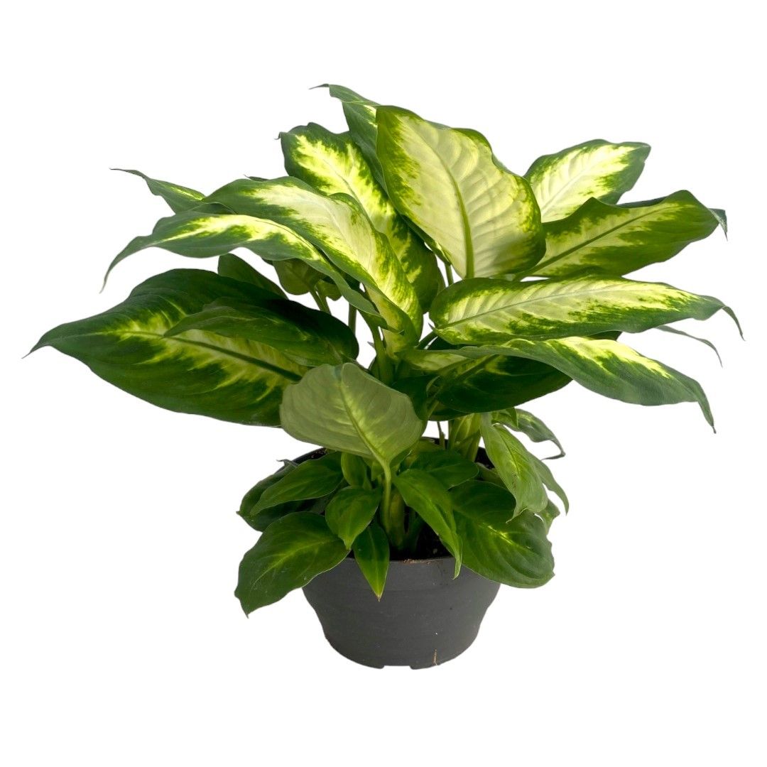 Dieffenbachia Camilla P17 Bowl, D 17