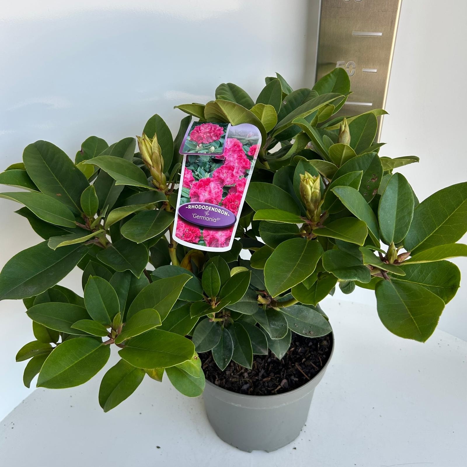 Rhododendron 'Germania', D 23