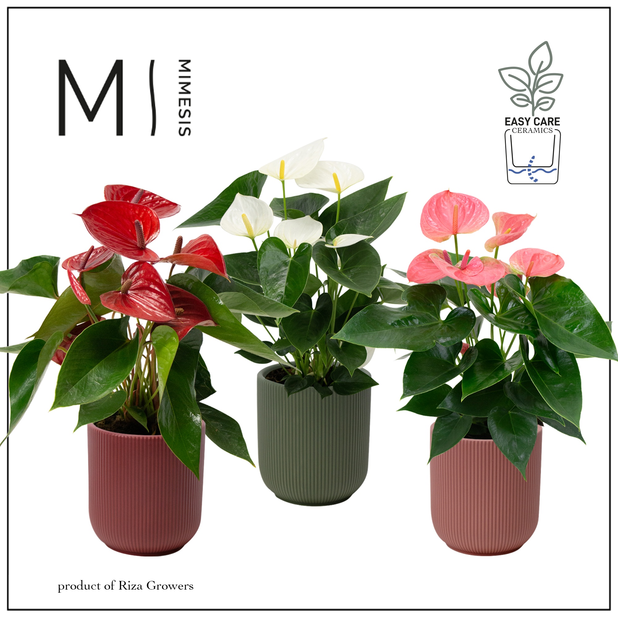 Mimesis Anthurium KARMA Grandiflora mix - Atlanta Intens, D 12