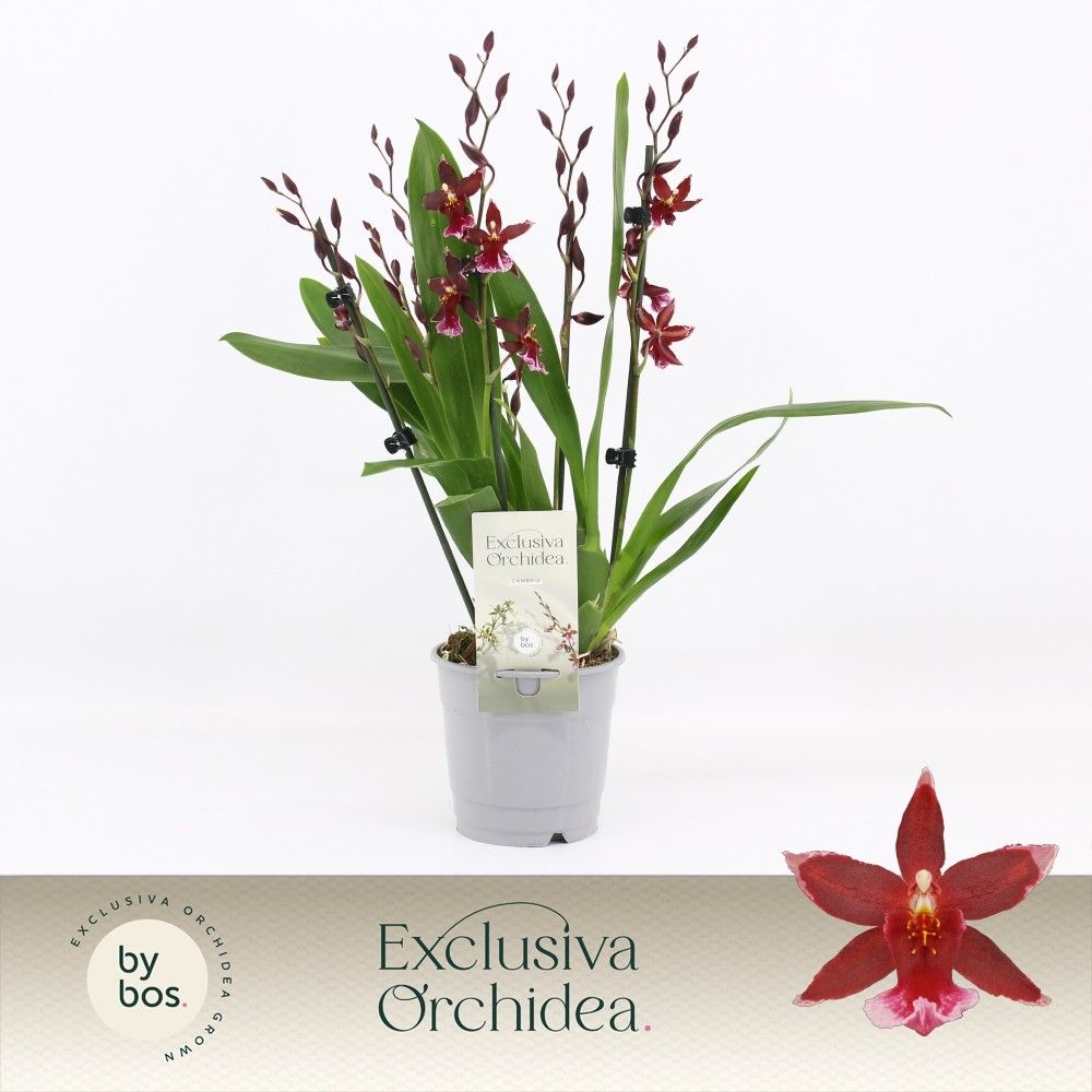 Barrocco Red, 5/6-spike 'Exclusiva Orchidea', D 12