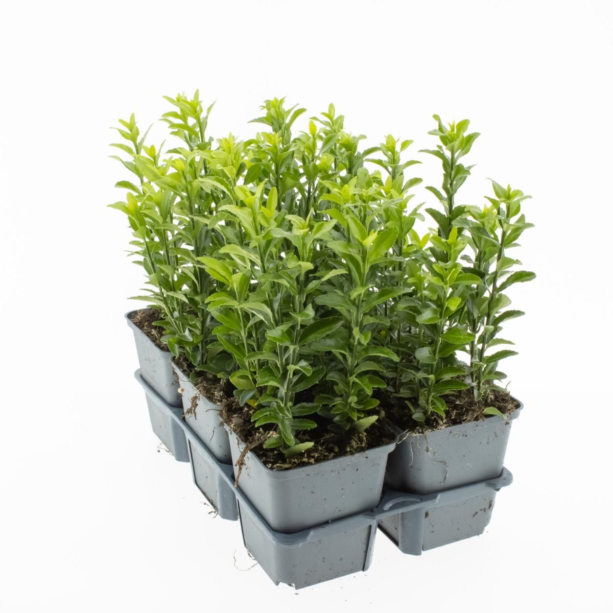 Euonymus jap. 'Green Spire', D 9