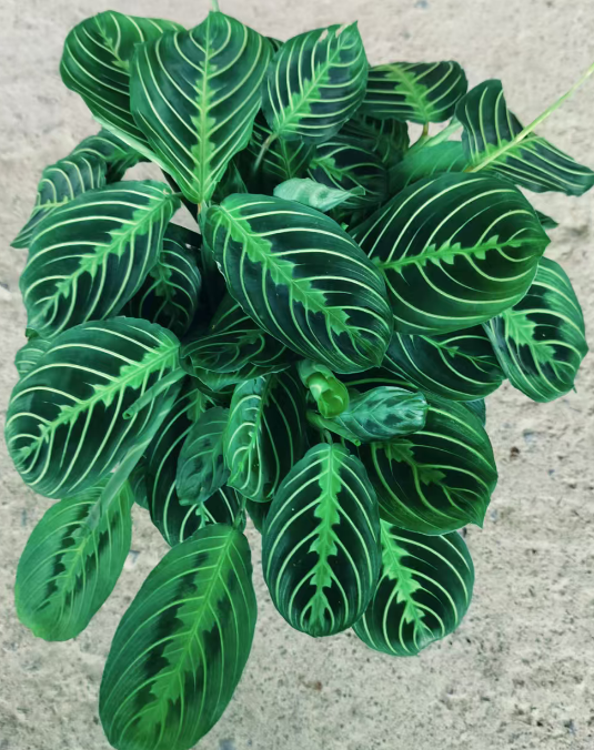 Калатея вхите-веинед Лифхоппер 14 30