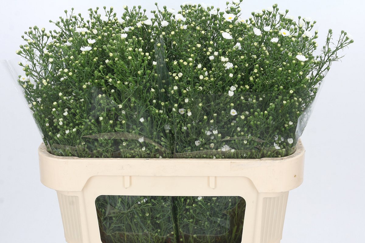 Астер Пакита 70, шт.