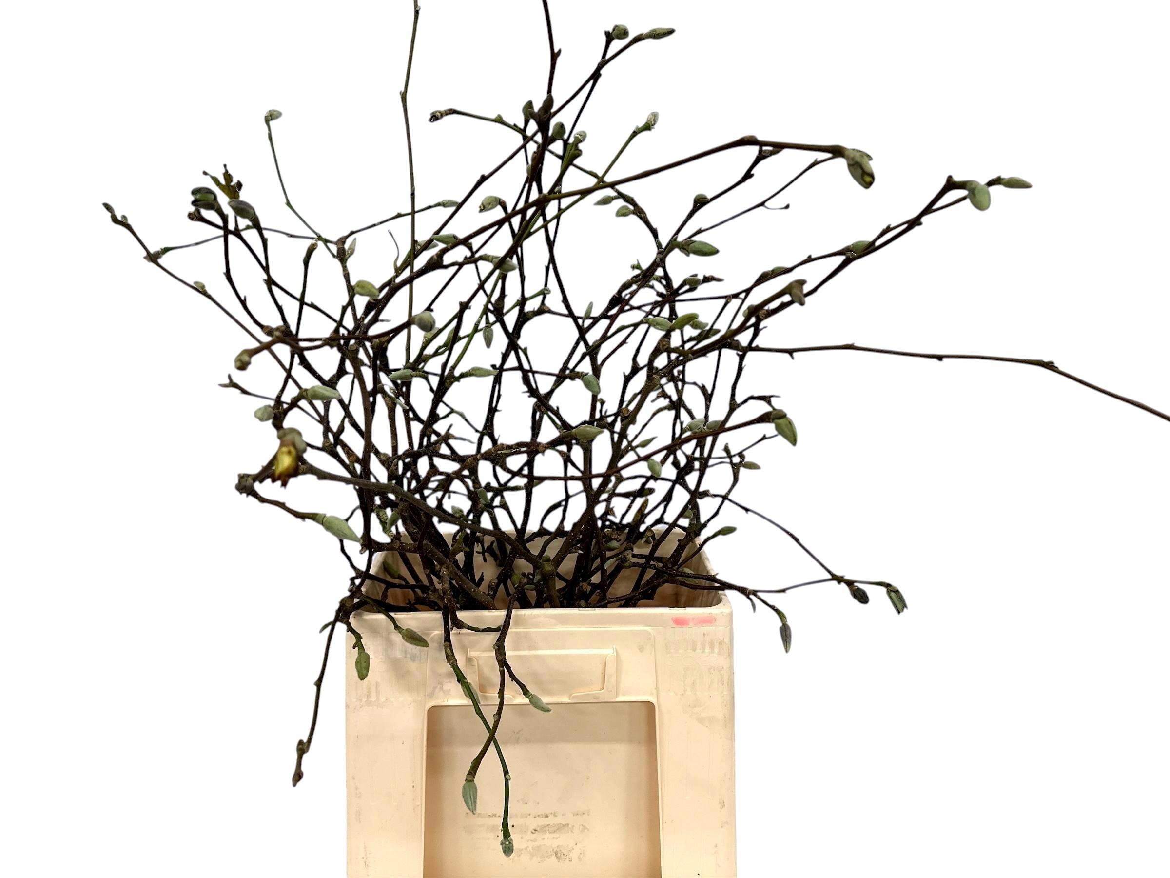 Магнолия Овериг 60, шт.