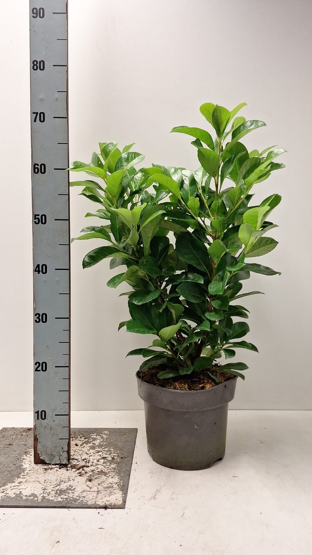 Prunus laurocerasus Etna, D 23 cm