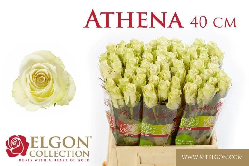 Роза од. Атена 40, шт. Роза од. Атена 40, шт.