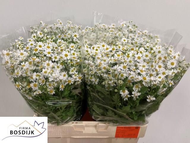 Танацетум Сингл Вегмо 60 (бел.), шт.