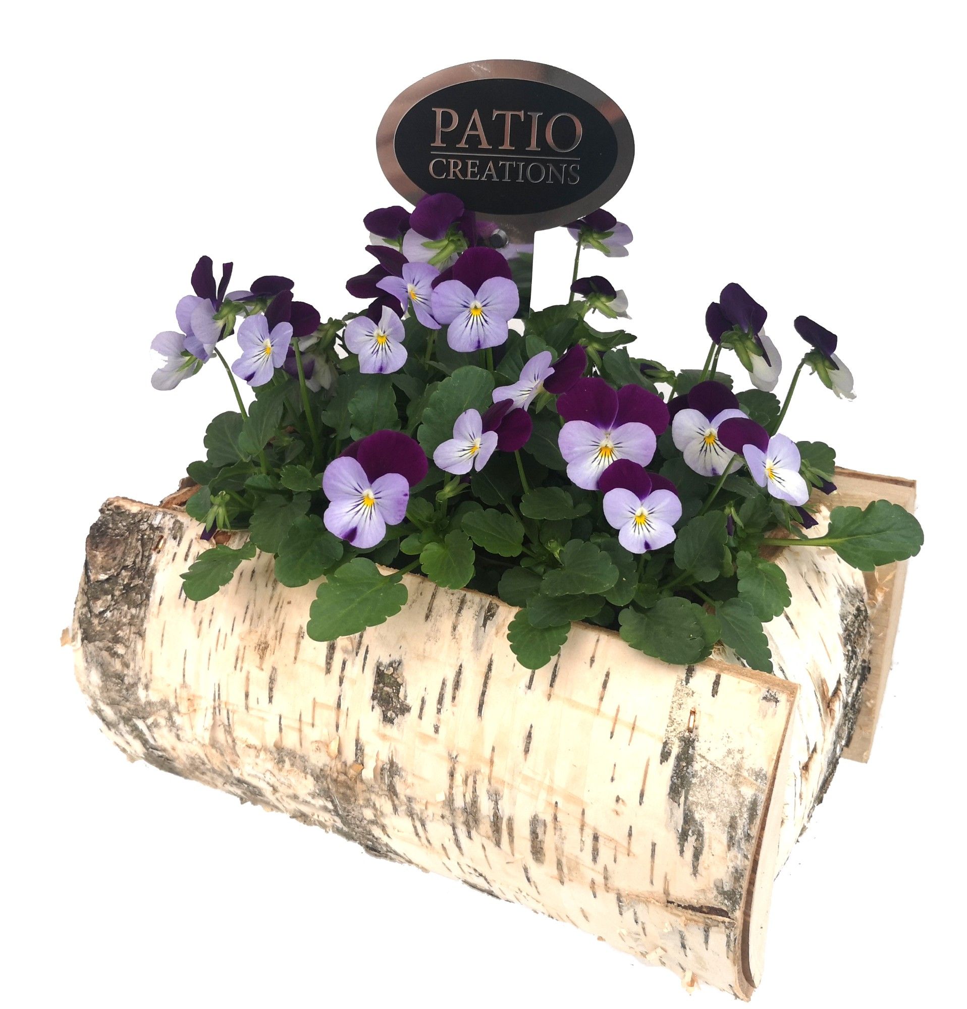 V665-9001 Viola berkenhout S, D 21 cm V665-9001 Viola berkenhout S, D 21 cm